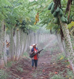 Holpechen, Campeche, Meksikë - Një punëtor bujqësor duke spërkatur pesticide në papaja me këmbë të zhveshura dhe pa pajisje mbrojtëse Foto nga Fernando Bejarano 2014
