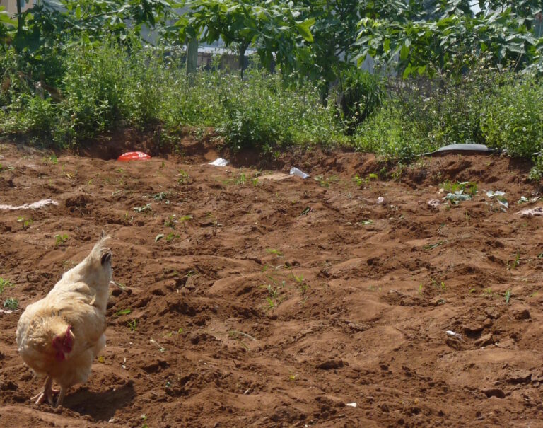 China chickens cropped