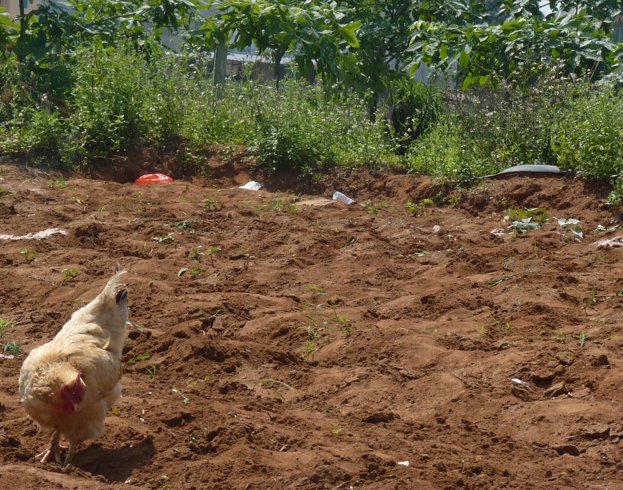 China chickens cropped