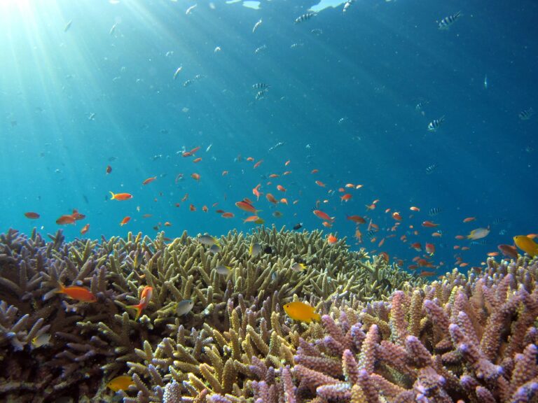 A coral reef underwater with sunlight streaming from the surface, small orange and yellow fish swimming around coral, and several black and white striped fish in the background.