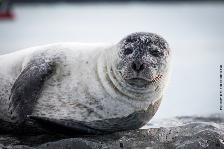seal-ice-adj25-jene-yeo