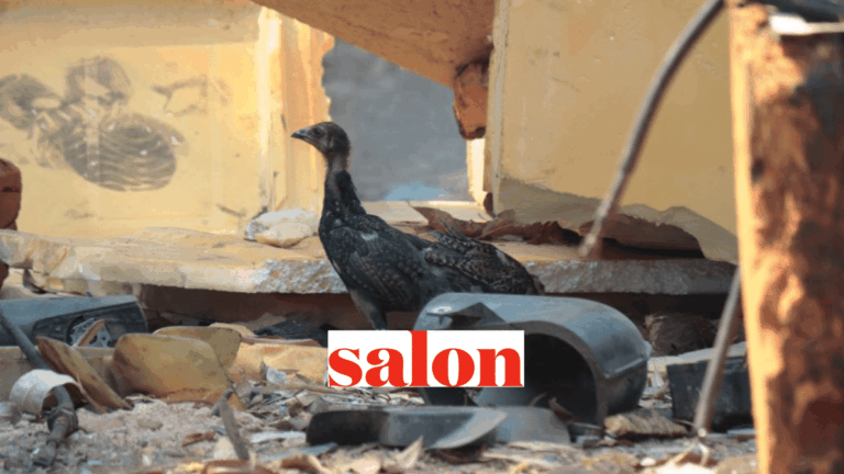 chickens in a plastic waste dump, Salon logo in foreground