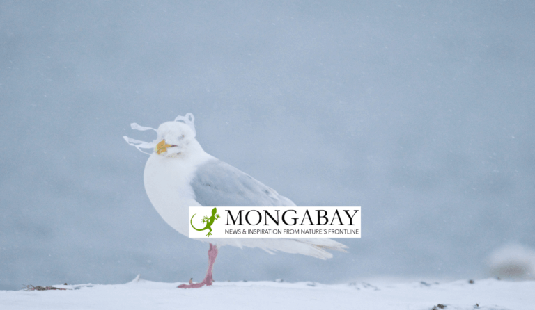 Arctic bird in background with Mongabay logo