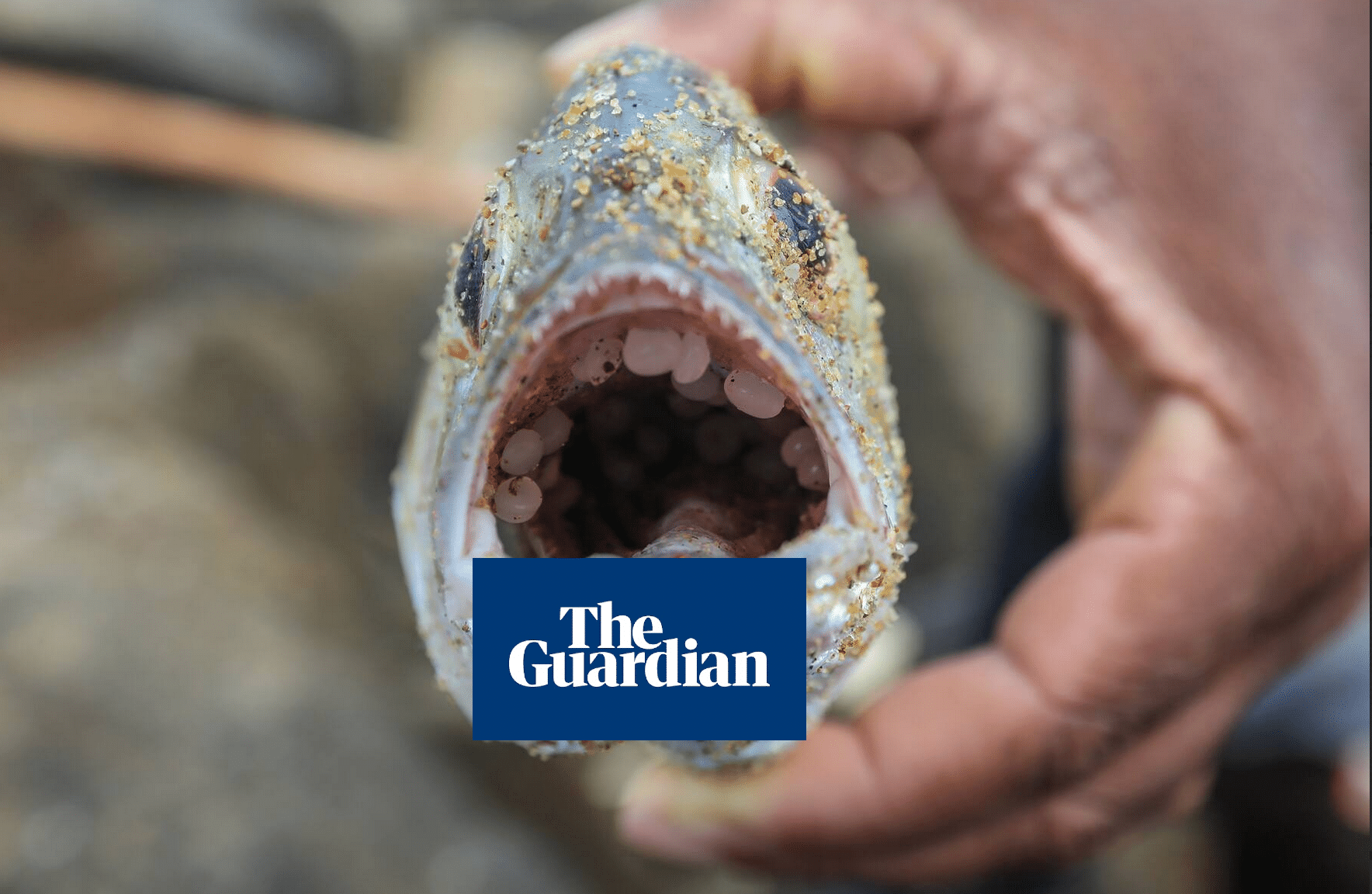 A person holds a fish with its mouth open, revealing small, round objects inside. The fish and hand are in focus while the background is blurred. A “The Guardian” logo partially covers the fishs mouth.