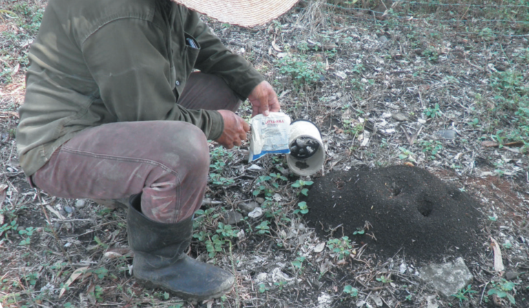 A person in boots and a hat pours a substance from a packet beside a white container near an anthill on the ground outdoors.