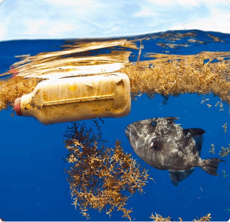 A plastic bottle floats on the ocean surface near floating seaweed, while a fish swims nearby underwater. The sky is visible above the waterline.