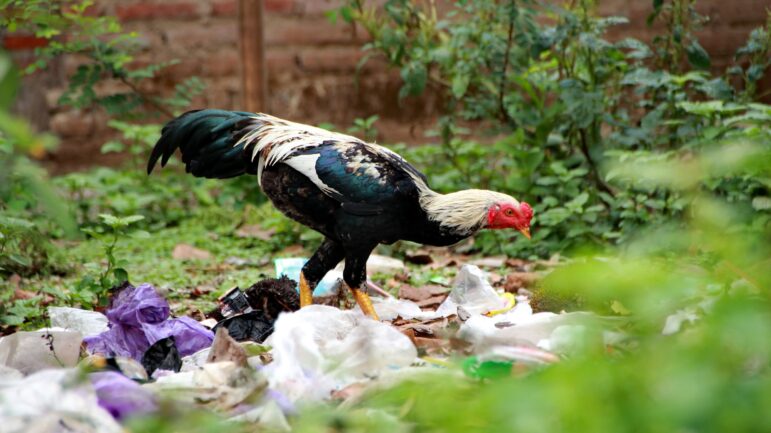 A rooster with white and black feathers pecks at scattered garbage on the ground in an outdoor area with green plants and a brick wall in the background.