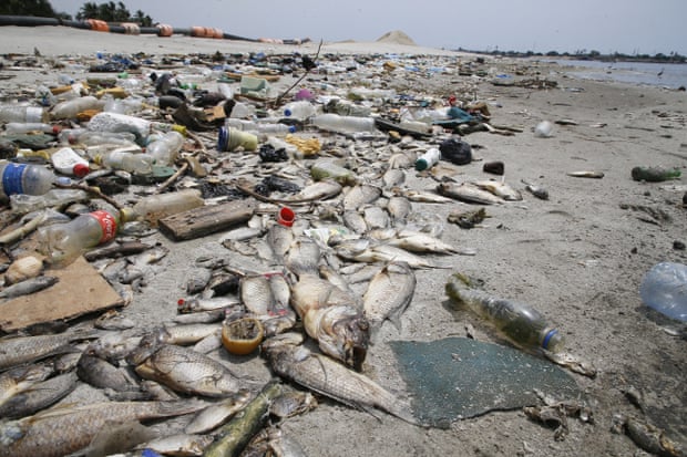 Dead fish and plastic waste scattered across a polluted beach near the waterline, with debris including bottles and containers stretching into the distance.