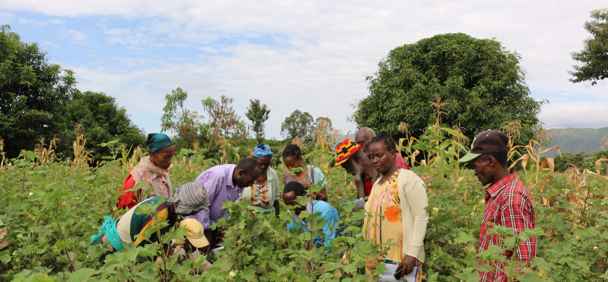 Fermerë në një fushë në Etiopi duke mësuar rreth bujqësisë pa pesticide