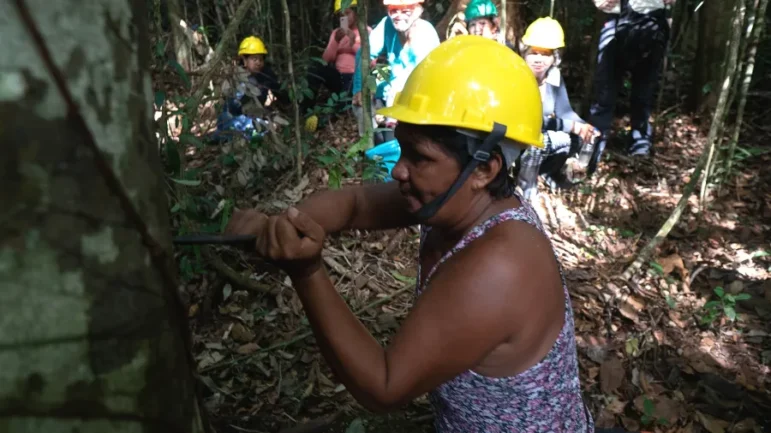 A woman wearing a yellow hard hat uses a tool on a tree in a forest, while several others in hard hats observe in the background. The ground is covered with leaves and sunlight filters through the trees.