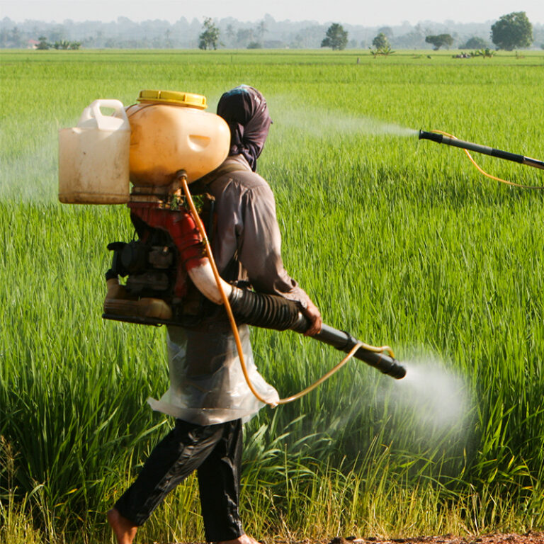 Seorang individu yang memakai pakaian pelindung menyembur bahan kimia ke atas tanaman padi hijau di sebuah ladang, menggunakan tangki besar dan hos yang dibawa di belakangnya. Seorang penyembur lain kelihatan di sebelah kanan imej.
