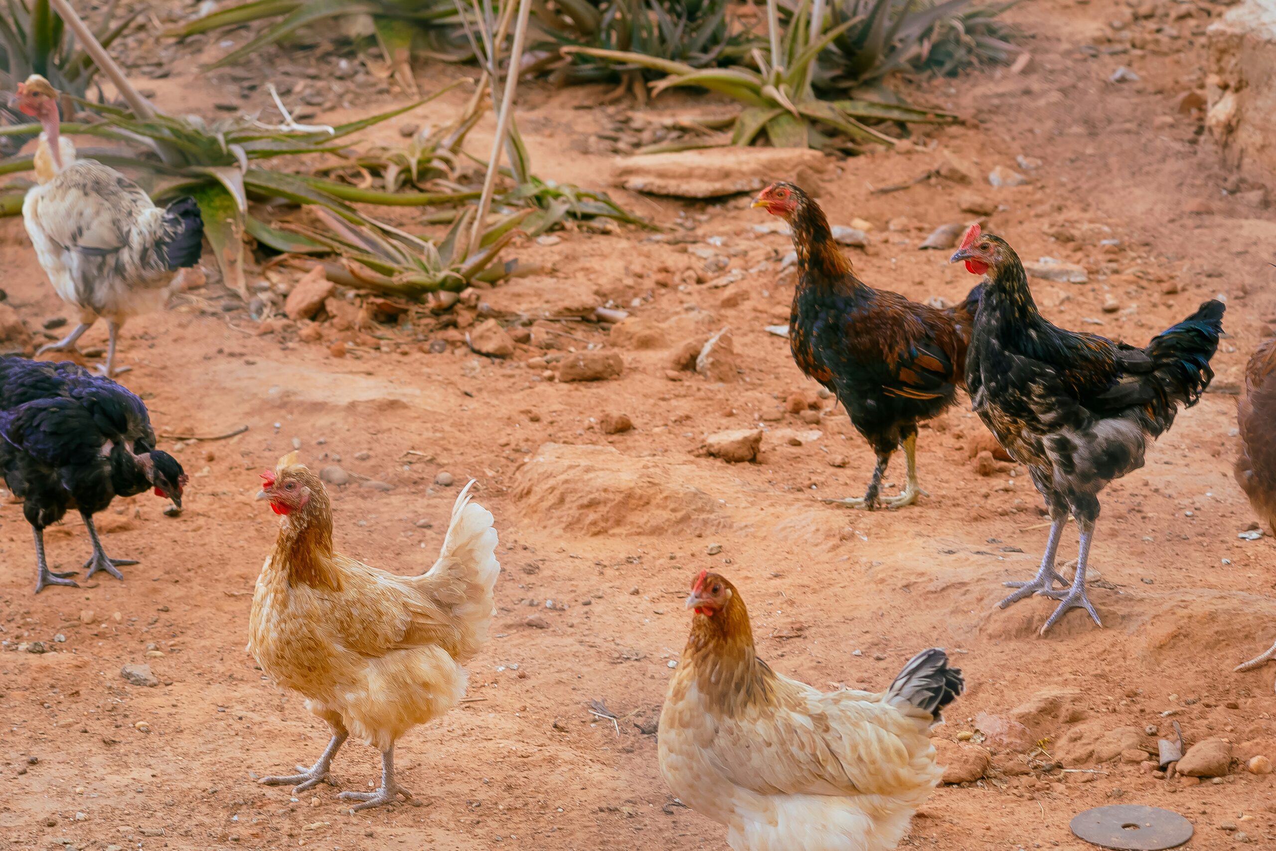 Six chickens of various colors walk on dry, reddish-brown soil with scattered rocks and sparse, greenish plants in the background.